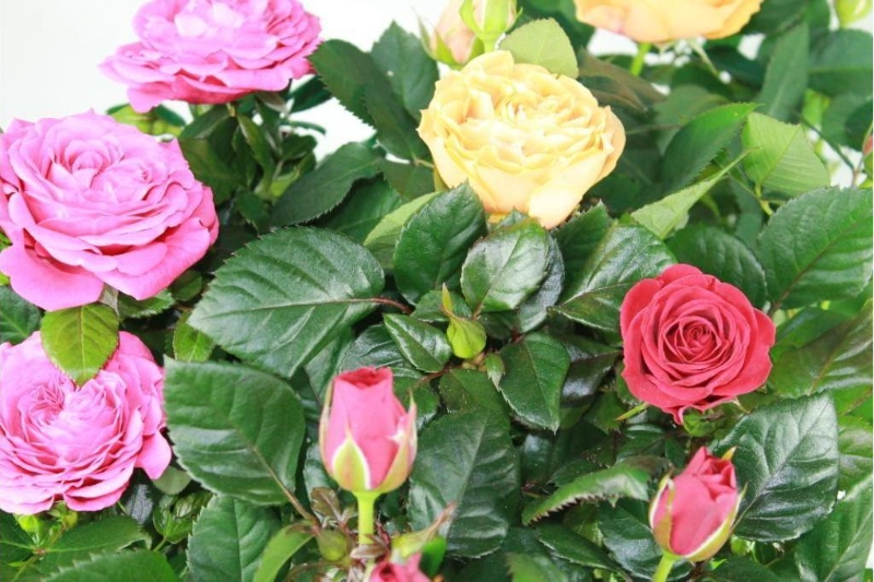 Spray Rose Plant buy online or call 01525 221920